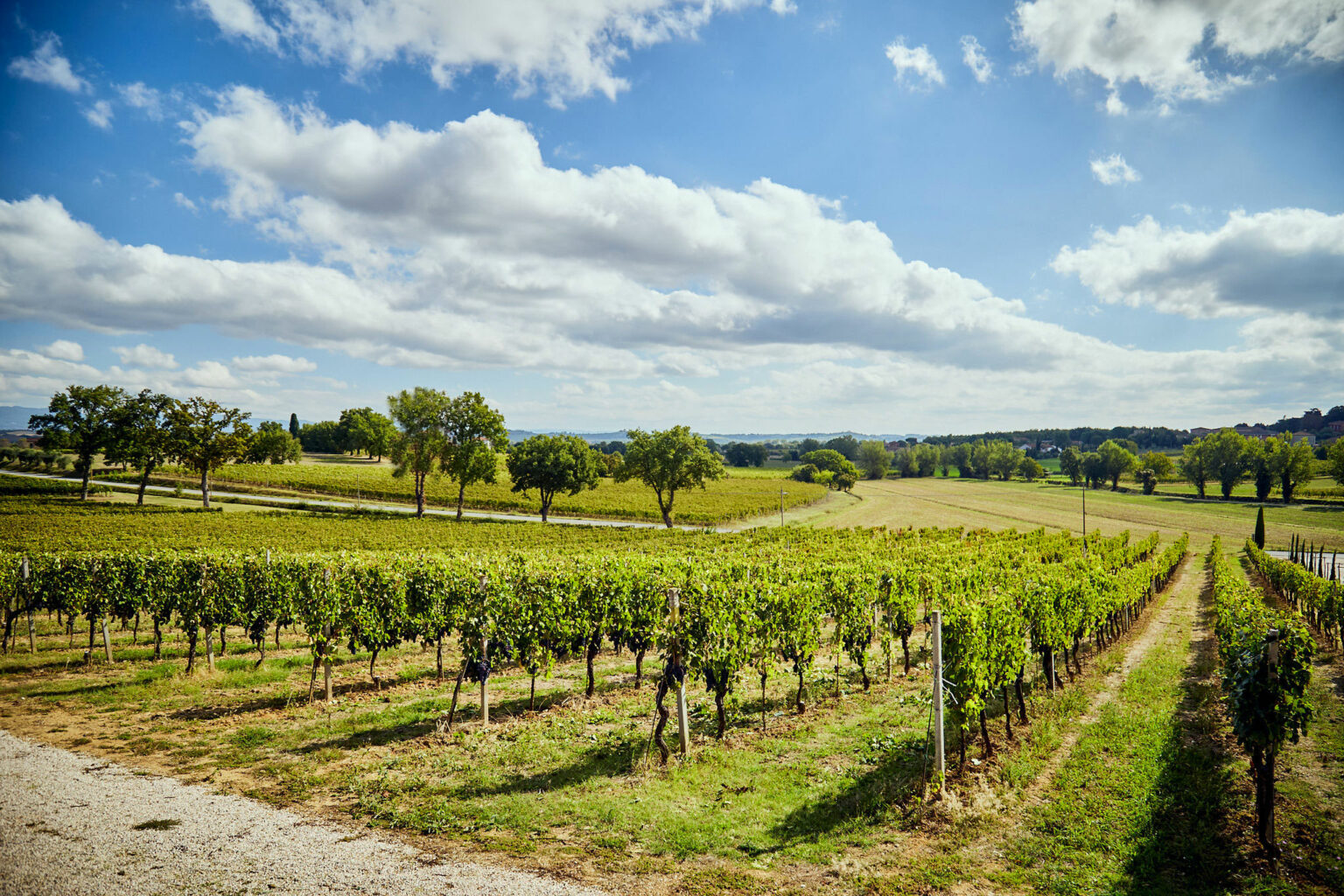 Tenuta Fontenuova Vino Nobile di Montepulciano